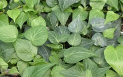 Teardrop Ivy (Hedera Helix) - 10 Pack Of Pint Pots -Plant Lover House Shop Ivy Tear Drop