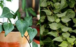Teardrop Ivy (Hedera Helix) - 10 Pack Of Pint Pots -Plant Lover House Shop Ivy Tear Drop Combo