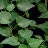 Teardrop Ivy (Hedera Helix) - 10 Pack Of Pint Pots -Plant Lover House Shop Ivy Teardrop 500x750 2