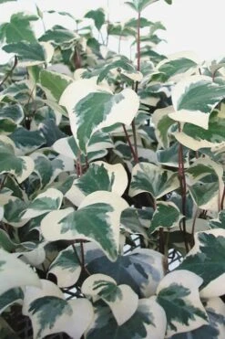 Variegated Algerian Ivy (Hedera Algeriensis 'Gloire De Marengo') - 5 Pack Of Pint Pots -Plant Lover House Shop Ivy Variegated Algerian 500x750 1