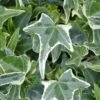 Variegated Needlepoint Ivy (Hedera Helix) - 10 Pack Of Pint Pots 1 Variegated Needlepoint Ivy (Hedera Helix) - 10 Pack Of Pint Pots -Plant Lover House Shop Ivy Variegated Needlepoint