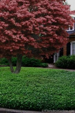 Asian Jasmine - Asiatic Jasmine - 18 Count Flat Of Pint Pots -Plant Lover House Shop Jasmine Asian 21