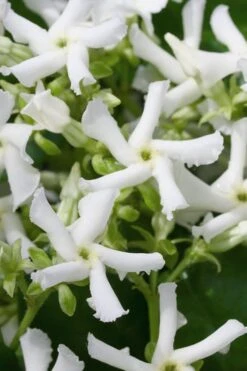 Confederate Jasmine Vine (Trachelospermum Jasminoides) - 1 Gallon Pot
