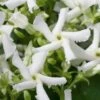 Confederate Jasmine Vine (Trachelospermum Jasminoides) - 2 Gallon Pot -Plant Lover House Shop Jasmine Confederate 500x750 2