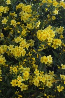 Duet Yellow Jasmine (Jessamine) - 2 Gallon Pot 13 Duet Yellow Jasmine (Jessamine) - 2 Gallon Pot -Plant Lover House Shop Jasmine Duet 5