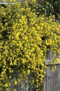 Duet Yellow Jasmine (Jessamine) - 2 Gallon Pot 11 Duet Yellow Jasmine (Jessamine) - 2 Gallon Pot -Plant Lover House Shop Jasmine Duet 8