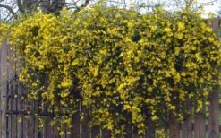 Duet Yellow Jasmine (Jessamine) - 2 Gallon Pot 14 Duet Yellow Jasmine (Jessamine) - 2 Gallon Pot -Plant Lover House Shop Jasmine Duet On Fence