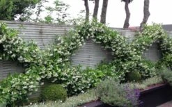 Madison Confederate Jasmine - 3 Gallon Pot 12 Madison Confederate Jasmine - 3 Gallon Pot -Plant Lover House Shop Jasmine Madison 12