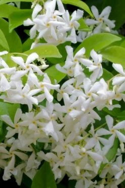 Madison Confederate Jasmine - 3 Gallon Pot