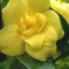 Pride Of Augusta Double Flowering Carolina Jasmine - 2 Gallon Pot -Plant Lover House Shop Jasmine Pride Of Augusta 1