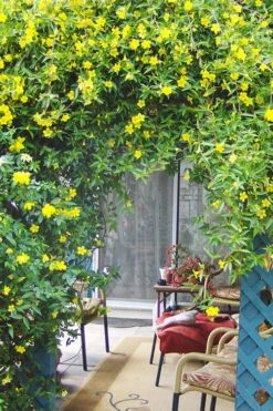 Pride Of Augusta Double Flowering Carolina Jasmine - 2 Gallon Pot -Plant Lover House Shop Jasmine Pride Of Augusta 2