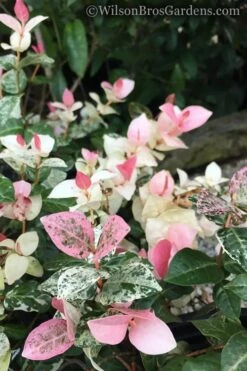 Snow N Summer Asiatic Jasmine - 6 Pack Of 1 Gallon Pots -Plant Lover House Shop Jasmine Snow n Summer 20