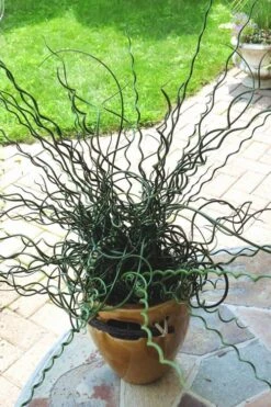 Big Twister Giant Corkscrew Rush (Juncus Effusus) - 1 Gallon Pot 15 Big Twister Giant Corkscrew Rush (Juncus Effusus) - 1 Gallon Pot -Plant Lover House Shop Juncus Big Twister 10