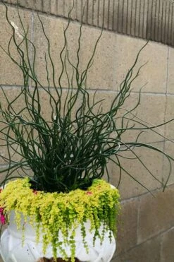 Big Twister Giant Corkscrew Rush (Juncus Effusus) - 5 Pack Of Quart Pots -Plant Lover House Shop Juncus Big Twister 12 1