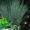 Blue Arrows Rush (Juncus Inflexus) - 8 Pack Of 1 Gallon Pots -Plant Lover House Shop Juncus Blue Arrows 10