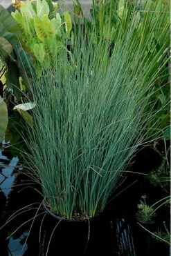 Blue Arrows Rush (Juncus Inflexus) - 8 Pack Of 1 Gallon Pots -Plant Lover House Shop Juncus Blue Arrows 11