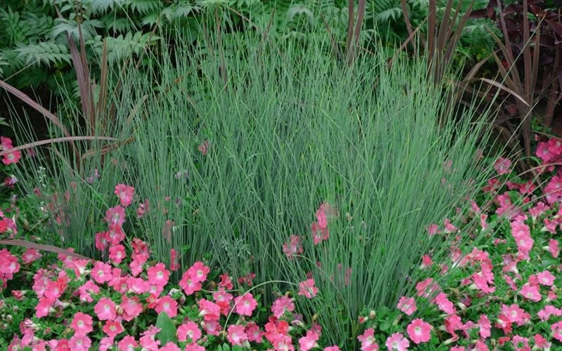Blue Arrows Rush (Juncus Inflexus) - 5 Pack Of Quart Pots 7 Blue Arrows Rush (Juncus Inflexus) - 5 Pack Of Quart Pots - Image 5