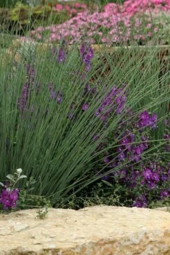 Blue Arrows Rush (Juncus Inflexus) - 8 Pack Of 1 Gallon Pots -Plant Lover House Shop Juncus Blue Arrows 500x750 1
