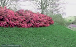 Blue Pacific Juniper - 1 Gallon Pot -Plant Lover House Shop Juniper Blue Pacific 16