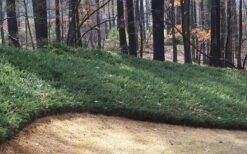 Blue Pacific Juniper - 1 Gallon Pot -Plant Lover House Shop Juniper Blue Pacific