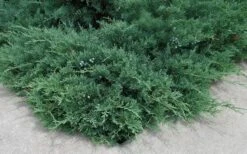 Blue Sargent Juniper - 1 Gallon Pot -Plant Lover House Shop Juniper Blue Sargent 2 1