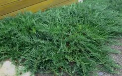 Blue Sargent Juniper - 6-Pack Of 1 Gallon Pots -Plant Lover House Shop Juniper Blue Sargent Rev