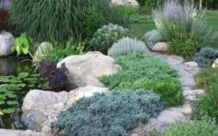 Blue Star Juniper - 6-Pack Of 1 Gallon Pots -Plant Lover House Shop Juniper Blue Star 14