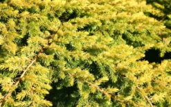 All Gold Golden Pacific Juniper - 2 Gallon Pot -Plant Lover House Shop Juniper Golden Pacific 10 1