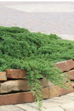 Green Mound Juniper - 6-Pack Of 1 Gallon Pots