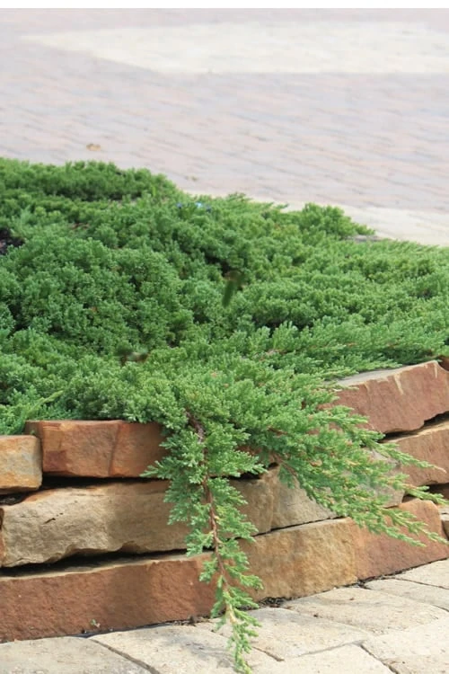 Green Mound Juniper - 6-Pack Of 1 Gallon Pots 3 Green Mound Juniper - 6-Pack Of 1 Gallon Pots