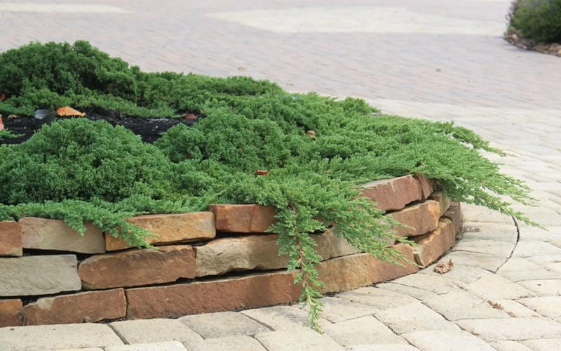 Green Mound Juniper - 6-Pack Of 1 Gallon Pots 8 Green Mound Juniper - 6-Pack Of 1 Gallon Pots - Image 6