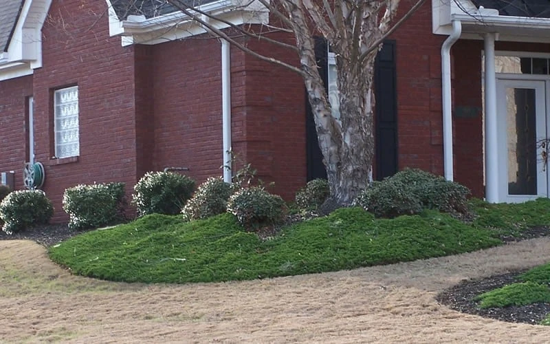 Green Mound Juniper - 6-Pack Of 1 Gallon Pots 7 Green Mound Juniper - 6-Pack Of 1 Gallon Pots - Image 5