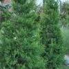 Hetzi Columnar Juniper - 7 Gallon Pot (3-4') -Plant Lover House Shop Juniper Hetzi Column 500x750 4