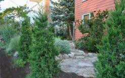 Hetzi Columnar Juniper - 7 Gallon Pot (5-6') -Plant Lover House Shop Juniper Hetzi Columnar Landscape 1