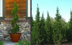 Hetzi Columnar Juniper - 7 Gallon Pot (3-4') -Plant Lover House Shop Juniper Hetzi Columnar Landscape 2 3