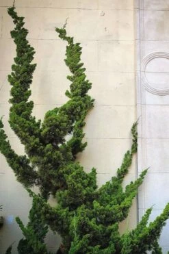 Hollywood Torulosa Juniper - 1 Gallon Pot -Plant Lover House Shop Juniper Hollywood 12 1