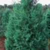 Iowa Juniper - 7 Gallon Pot (4-5') -Plant Lover House Shop Juniper Iowa 11 1