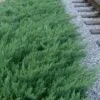Parsons Juniper - Juniperus Davurica 'Parsonii' - 6 Pack Of 1 Gallon Pots -Plant Lover House Shop Juniper Parsons Rev 500x750 1