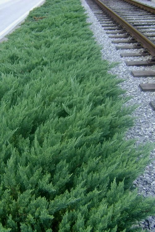 Parsons Juniper - Juniperus Davurica 'Parsonii' - 6 Pack Of 1 Gallon Pots 3 Parsons Juniper - Juniperus Davurica 'Parsonii' - 6 Pack Of 1 Gallon Pots