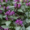 Beacon Silver Lamium - 5 Pack Of Pint Pots -Plant Lover House Shop Lamium Beacons Silver 1