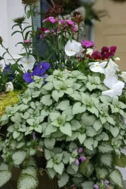 Beacon Silver Lamium - 5 Pack Of Pint Pots -Plant Lover House Shop Lamium Beacons Silver 2