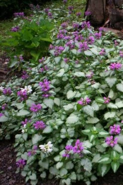 Beacon Silver Lamium - 5 Pack Of Pint Pots -Plant Lover House Shop Lamium Beacons Silver 3