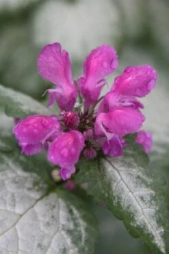 Beacon Silver Lamium - 5 Pack Of Pint Pots -Plant Lover House Shop Lamium Beacons Silver 4