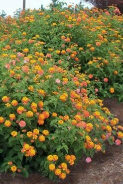 Miss Huff Hardy Lantana - 1 Gallon Pot -Plant Lover House Shop Lantana Miss Huff 14
