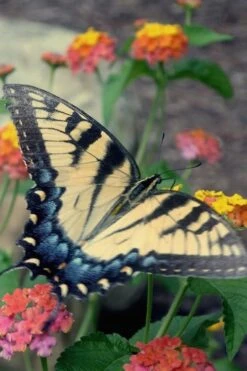 Miss Huff Hardy Lantana - 1 Gallon Pot -Plant Lover House Shop Lantana Miss Huff 16