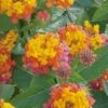 Miss Huff Hardy Lantana - 1 Gallon Pot -Plant Lover House Shop Lantana Miss Huff 50