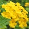New Gold Hardy Lantana - 6 Pack Of 1 Gallon Pots -Plant Lover House Shop Lantana New Gold 13