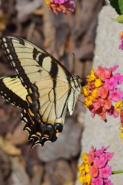 Sonset Hardy Lantana - 1 Gallon Pot -Plant Lover House Shop Lantana Sonset 25 1