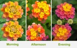 Sonset Hardy Lantana - 1 Gallon Pot -Plant Lover House Shop Lantana Sonset 26 1