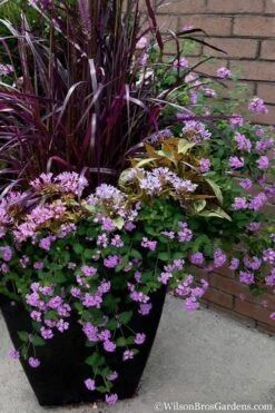 Trailing Lavender Lantana - 1 Gallon Pot -Plant Lover House Shop Lantana Trailing Lavender 16
